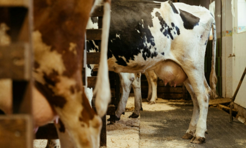 Why Gut Health is the Key to Better Milk Yield in Cattle