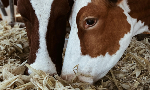 Optimizing Feed Efficiency: The Science of Sustainable Dairy Profit