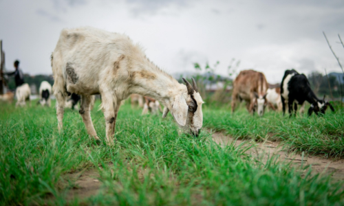 Untold Tales of Goats in Deadly Monsoon: Navigating Nature’s Fury