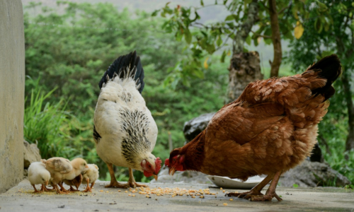 The Secret Behind Healthier Hens and Happier Eggs: Unlocking Nature’s Best