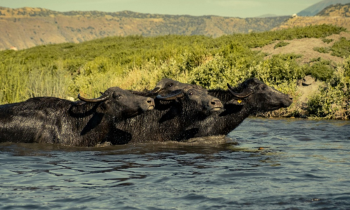 Don’t Let the Heat Steal Your Profit: Boost Livestock Resilience, Naturally!