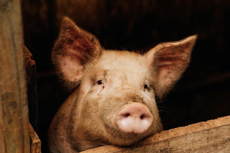 ASF in Pigs: Why It Hits Hard and How Nutrition Supports Immunity