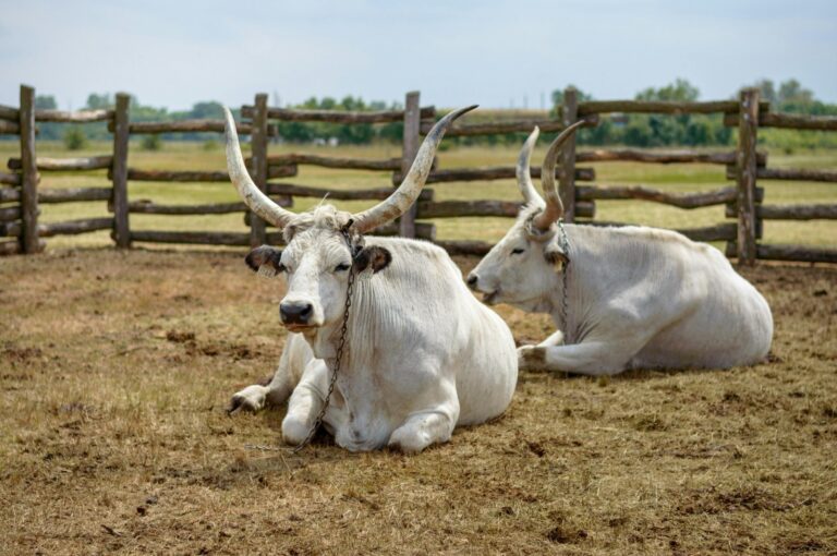 Don’t Let Methane Drain Your Efficiency: Feed Smarter, Produce Better