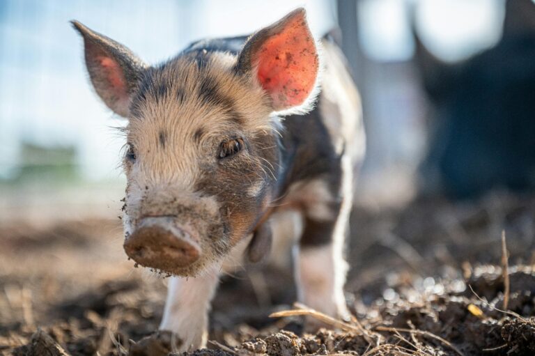 Heat Stress Steals Growth, Our Pigs Need Smarter Nutrition!
