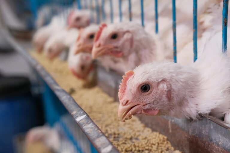 Mycotoxin Control In Poultry: Performance Starts In The Feed