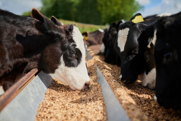 Mineral Mixture: A Complete Solution or a Common Nutrition Myth?