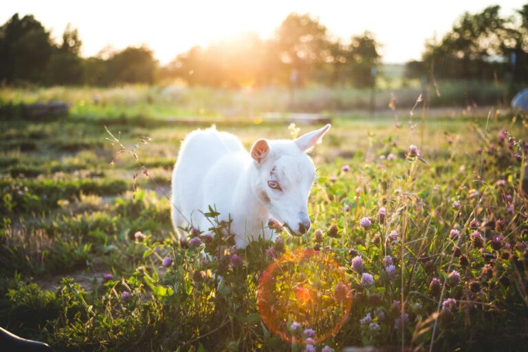 Feed Inefficiency In Goats: A Silent Constraint On Growth And Milk Performance