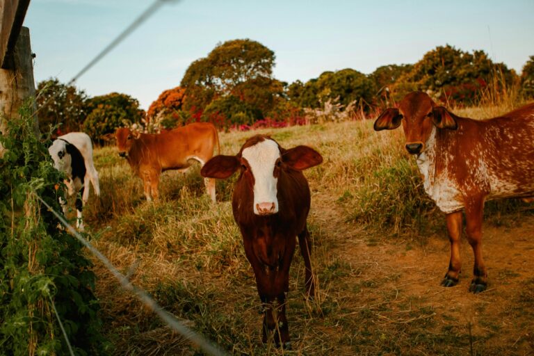 As Special as They Sound: A2 Milk and the Indigenous Cattle Behind It