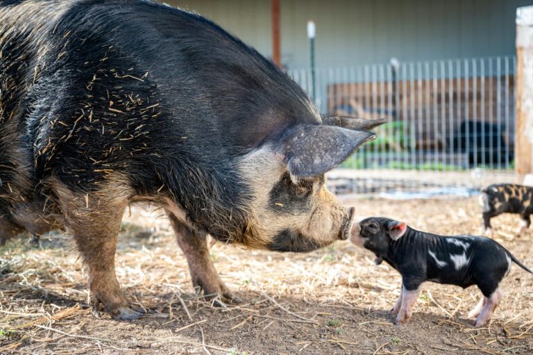Uneven Growth in Pigs: Why Some Pigs Grow Faster Than Others